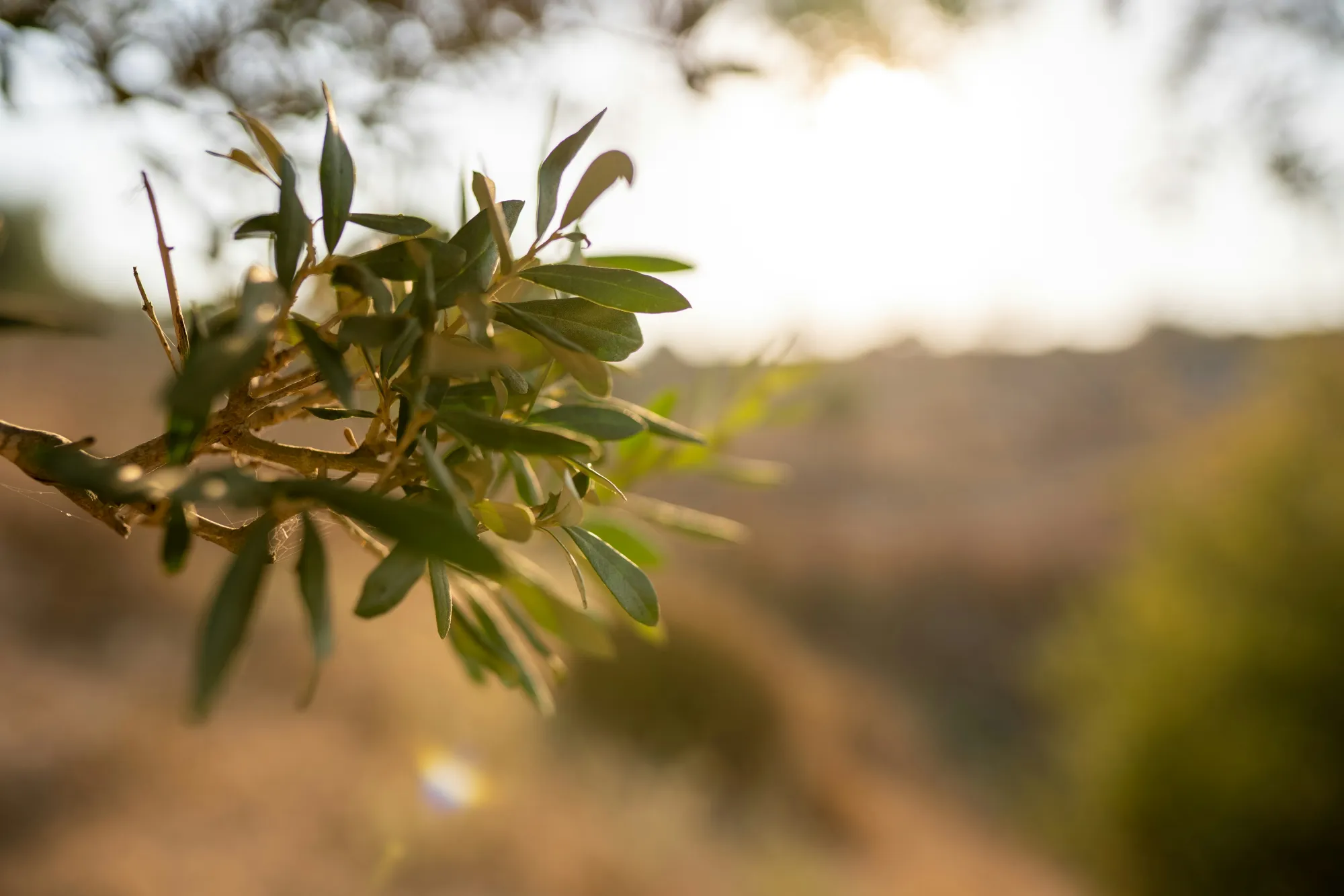 Olive branch close-up, golden light