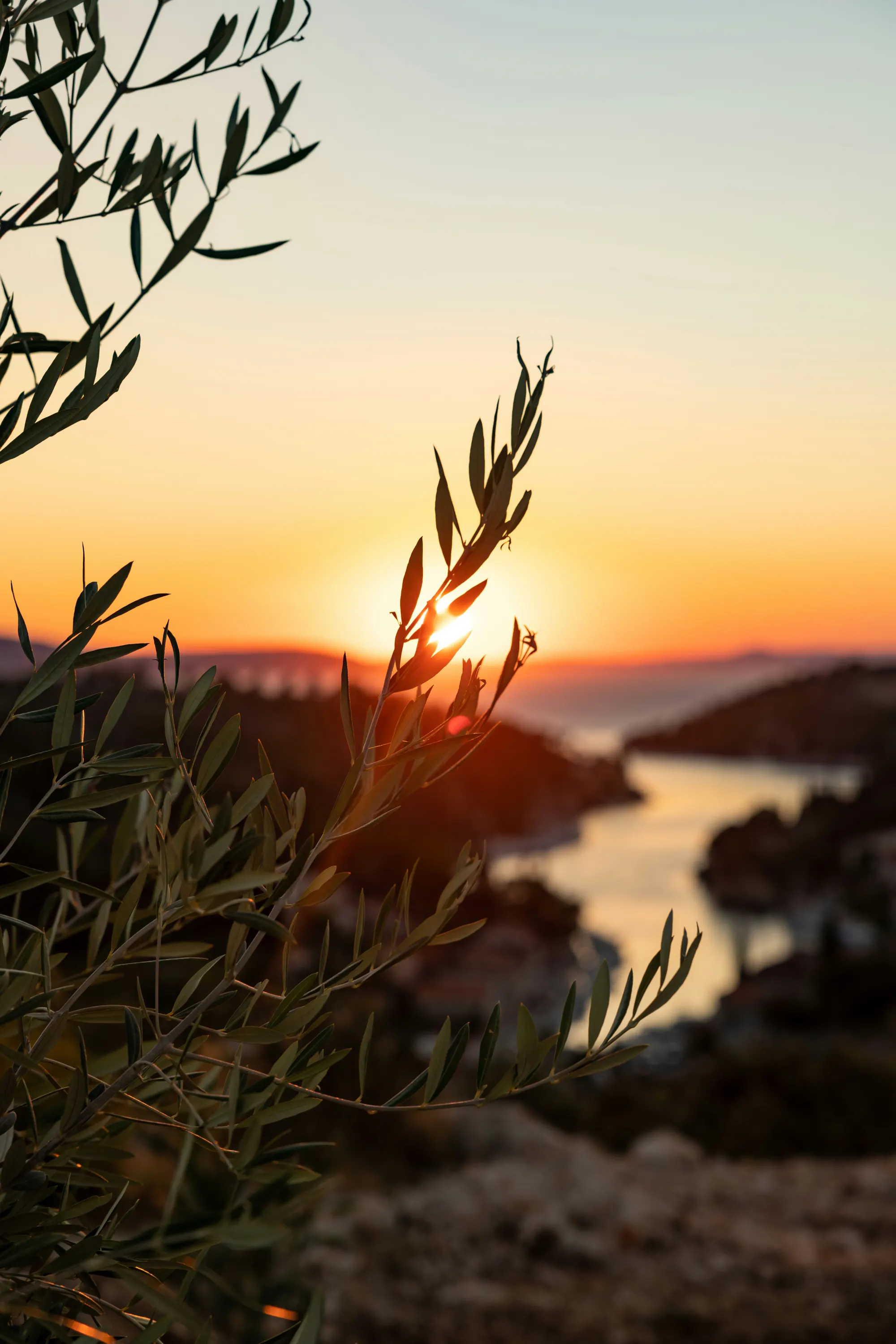 Olive tree at Mediterranean sunset