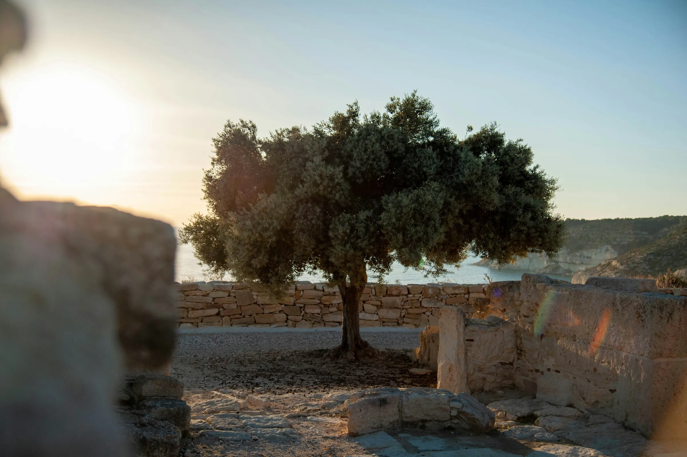 Stone ruins with olive tree, Mediterranean